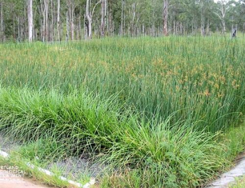 Decentralised Wastewater Management System for Jubullum Aboriginal Community