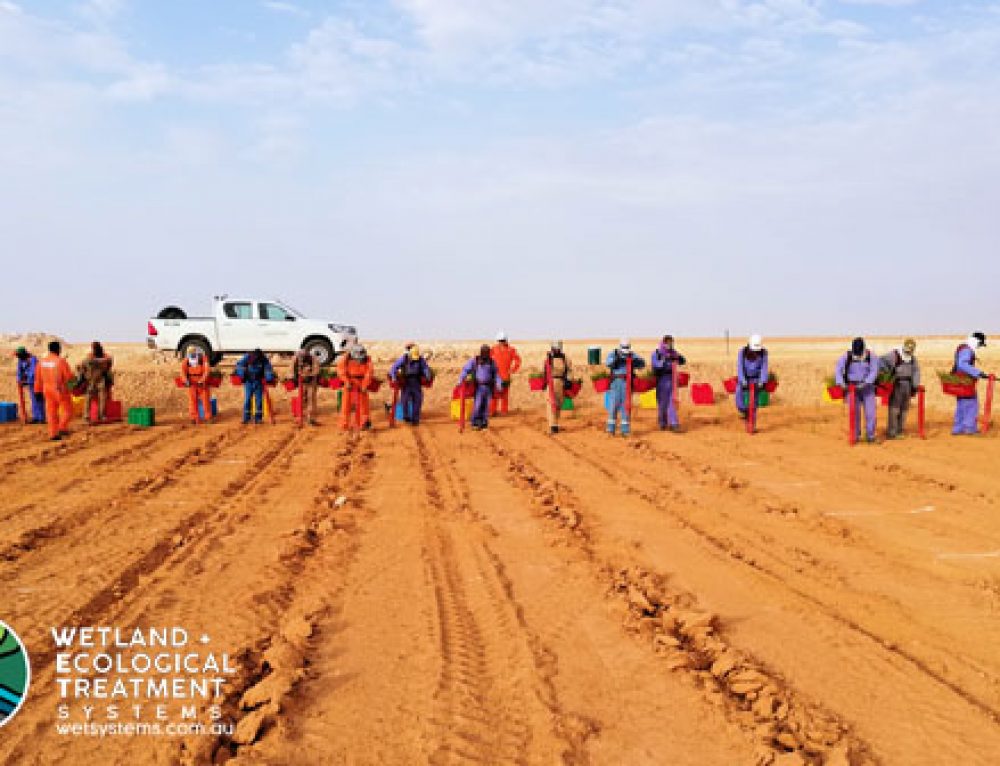Nimr Wetland Nursery, Oman WET Systems Sustainable Wastewater Management