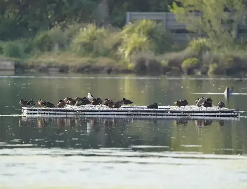 Sydney Olympic Park Waterbird Refuge Floating Island